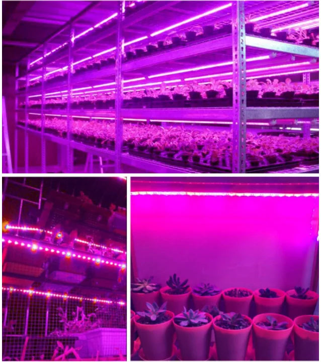 Full Spectrum Seedling Grow Strip